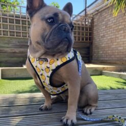 Breathable Mesh Lemon Pattern Printed Pull Rope - Leash and Strap, L